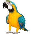 Parrots for Sale